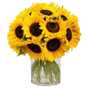 Bunch of Fresh Sunflower