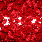Red Rose Petals