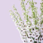 3Designer Collection -white Delphinium In Glass Vase