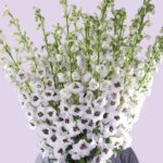 4Designer Collection -white Delphinium In Glass Vase