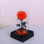 1Single Orange Forever Rose