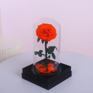 A preserved orange rose in a glass dome, sitting on a black gift box. The dome contains smaller orange rose petals at the bottom