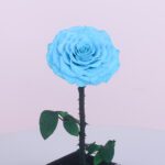 Single Light Blue Forever Rose