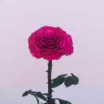 Single Forever Rose Dubai