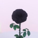 3Single Black Forever Rose
