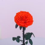 3Single Orange Forever Rose
