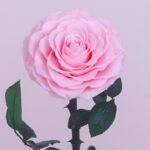 3Single-Pink-Forever-Rose