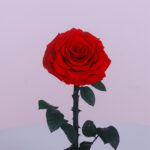Single Red Forever Rose 3