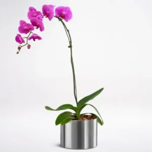 a potted orchid plant with bright magenta flowers against a pure white background