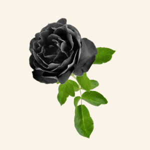 Black Rose - June flowers