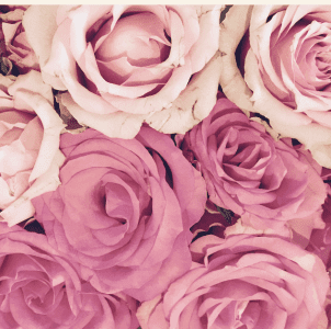 Lavnedar Rose - June Flowers