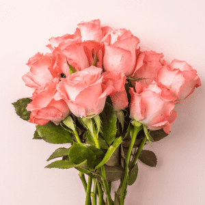 Pink Rose - June Flowers