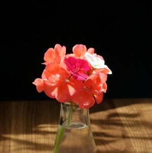 A small glass vase filled with water holds a bouquet of geranium flowers in the center of the frame