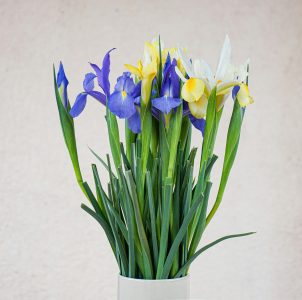 blue and yellow irises flower in vase
