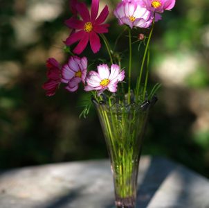 a delicate bouquet of cosmos flowers arranged in a vintage, light purple glass vase